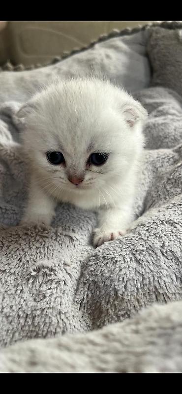 Pişiklər: Yaxşı əllərə — 12