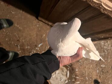 купить аквариум в баку: Ağ Erkey 2saat yarım normal uçur