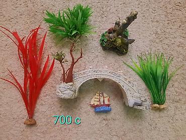 Рыбы: Продам растения и гроты для аквариума в хорошем состоянии,цена указана — 9