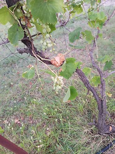 дачи в баку аренда: Мингечевир, 9 м², 1 комната, Без бассейна, Водопровод — 5