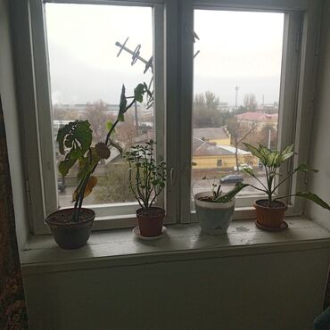 сниму квартиру в частном доме: 3 комнаты, Собственник, С подселением