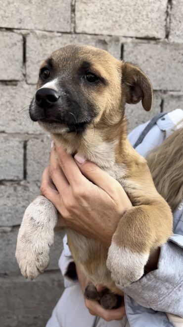 Отдам даром собаку: Собака даром: Дворняжка, 4 месяца, Самка, С прививкой — 2