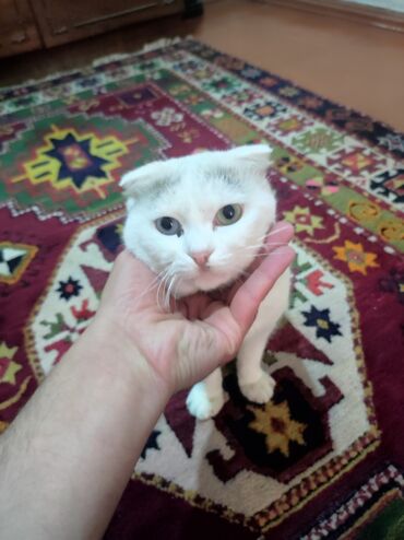 pişik boyunbağı: Şotland