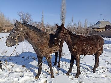 Лошади, кони: Продаю | Кобыла (самка) — 9