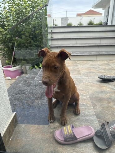 heyvanlara verilen adlar: Pitbul, 5 ay, Erkek, Peyvəndli, Pulsuz çatdırılma