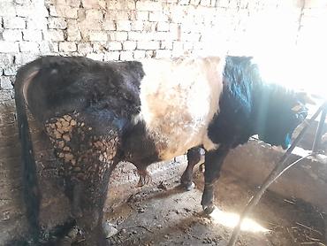 Коровы, быки: Продаю | Бык (самец) | На откорм | Привязанные — 4