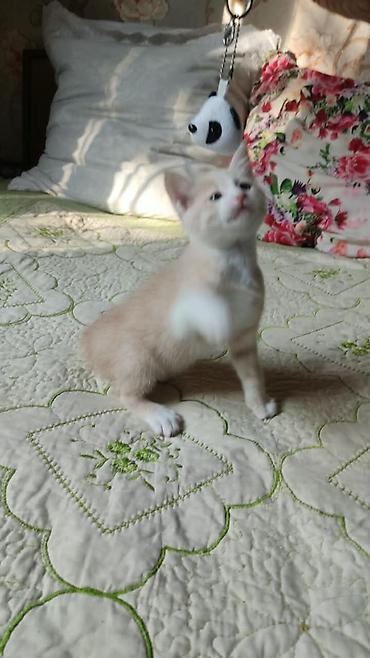ххх пес: Кошка даром: Беспородная, 2 месяца, Мальчик, Приучена к лотку — 1