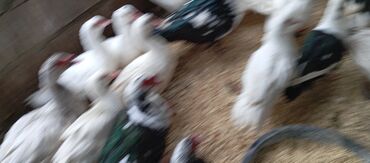 Ördəklər: Təcili satılır.Real alıcılar əlaqə saxlaya bilər — 14