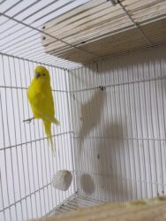 Tutuquşları: Çexlər hazır sağlam aktiv quşlardı hər iki cüt bala verib Bir cütü 80 — 4