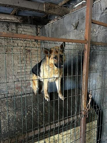 Металлические заборы: Вольер для собаки из металла с дверцей - Конструкция: каркас из — 3