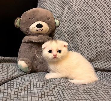 Кошки: Шотландская, Самка, В добрые руки, Самовывоз — 1