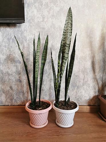 yolka satilir: Sansevieria - bol oksigen verir, otağın havasını təmizləyir. Uşaq — 1
