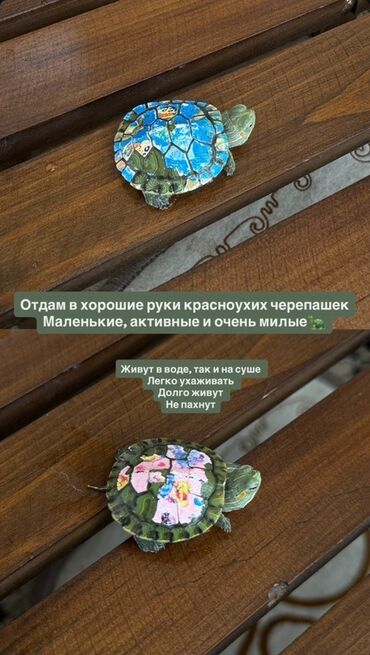черепахи живые: Красноухие черепахи живут как в воде, так и на суше. Они не требуют