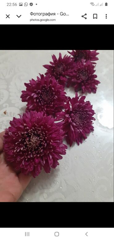 Хризантемы: Хризантема садовая, мультифлора (срезочные и посадочные материалы) - — 1