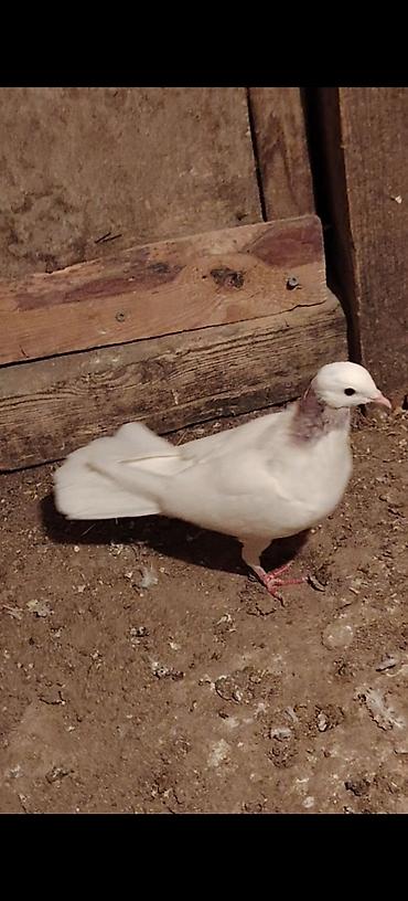 Голуби: Boynu xinali arxa dirnagi kesik 12 tuk erkek satilir yay tutulmasidi — 4