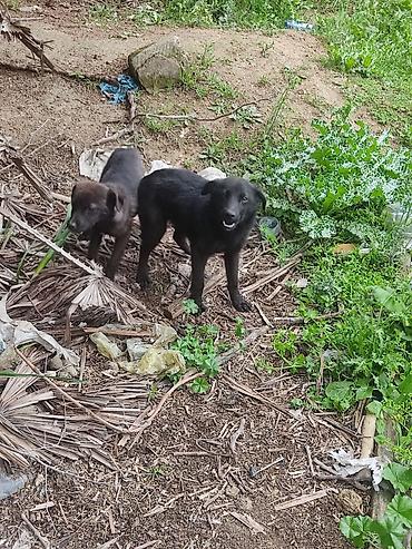 İtlər: 6 ay — 10