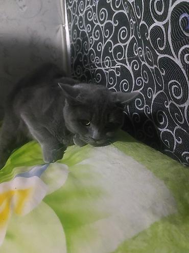 pişik gence: Boz rəngli ev pişiyi - Cins tipi: qısa tüklü, yeknəsəq boz rəng (xəzı — 4