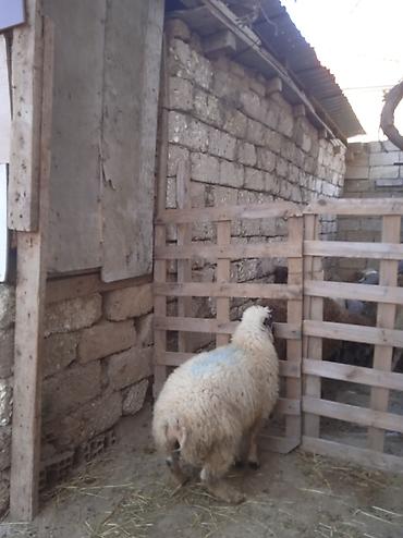 yetim quzu: Qurbanlığa yarayan Erkey quzu 240 manatdi — 3