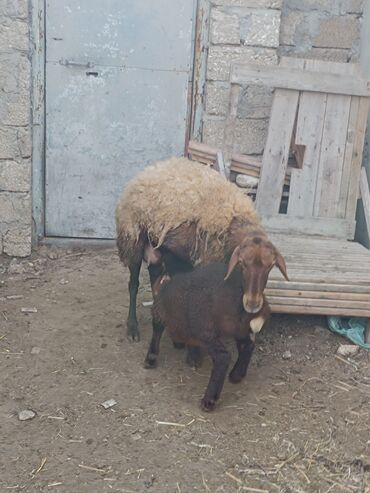 Qoyunlar, qoçlar: Dişi, Qala, il: 2, Ünvandan götürmə — 11