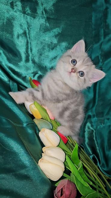 Кошки: Британская, Самка, Самец, В добрые руки, Платная доставка, Самовывоз, Доставка в районы — 4