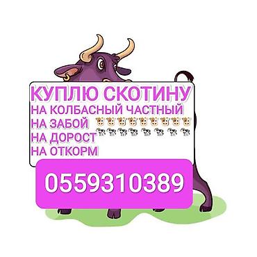 Частное лицо : Коровы, быки, | На забой, на мясо — 1