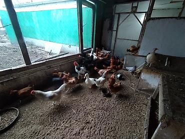 Toyuqlar: Toyuq, Damazlıq — 5