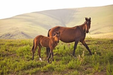 Туристические услуги: Конная прогулка на иссык-куле 🐎 0️⃣5️⃣0️⃣2️⃣3️⃣2️⃣9️⃣4️⃣7️⃣1️⃣☎️ + at lalafo.kg — 6 Туристические услуги: Конная прогулка на иссык-куле 🐎 0️⃣5️⃣0️⃣2️⃣3️⃣2️⃣9️⃣4️⃣7️⃣1️⃣☎️ + — 6