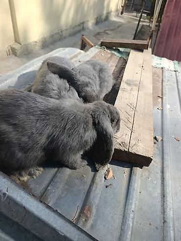 ph down: Продаю | Крольчата | Французский баран | Для разведения — 7