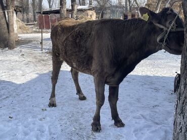 Коровы, быки: Продаю | Корова (самка), Тёлка | Голштин, Швицкая | Для разведения, Для молока | Стельные