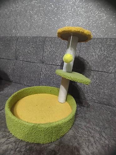 Отдам даром кошку: Кошка даром: Беспородная, 2 месяца, Мальчик — 6