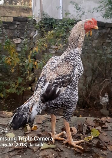 Xoruzlar: Təsvir:salam.hər heyvanın öz qiyməti var hamsını götüren olsa biraz — 5