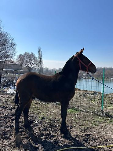 Лошади, кони: Продаю | Конь (самец), Жеребенок | Для разведения, Конный спорт at lalafo.kg — 7 Лошади, кони: Продаю | Конь (самец), Жеребенок | Для разведения, Конный спорт — 7