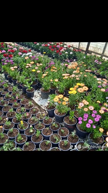 Bağbanlar: Bağ işləri ağac və kolların budanması,şəkilləndirməsi dərmanlara qazon -da lalafo.az — 17 Bağbanlar: Bağ işləri ağac və kolların budanması,şəkilləndirməsi dərmanlara qazon — 17