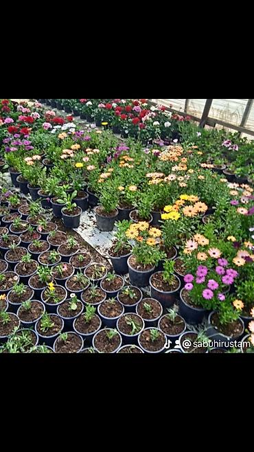 usta temir: Profesional bağban xidməti ağac və kolların əkilməsi budanması formaya — 7