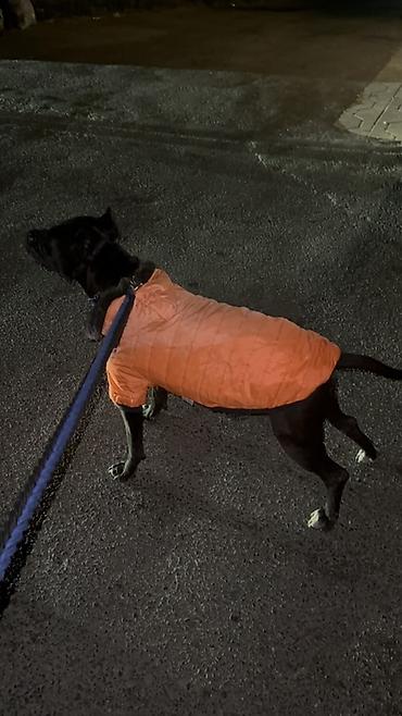 Pitbul, 2 il, Erkək, Cütləşmə üçün, Ünvandan götürmə