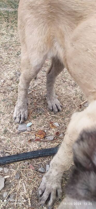 balaca ag itler: Kanqal, 4 ay, Dişi