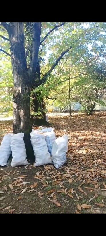 Toxumlar: Qəbələ rayonu Vəndam kəndi torpaq satılır 10 sot qaz işıq su daimi