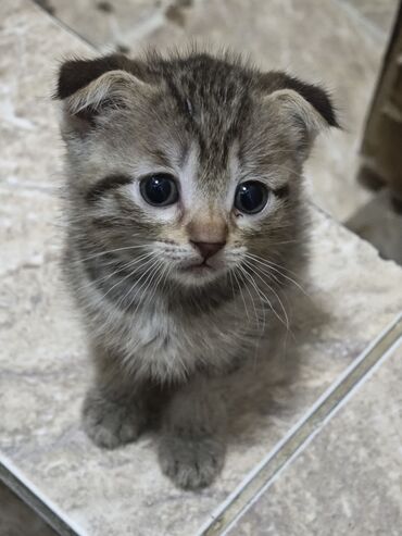 бенгальская кошка домашняя: Шотландские вислоухие котята (Scottish Fold) 1.5 месяца Цена