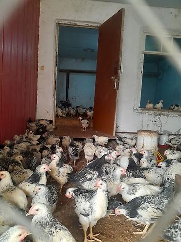 bulbul quşu satışı: Salam 3 ayliq cucelrdi tam saglam her bir qulluqda olunub unvan — 1