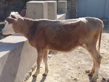 Dana, buzov: Dana, buzov, Dişi, ay: 7, 100 kq, Damazlıq, Ünvandan götürmə