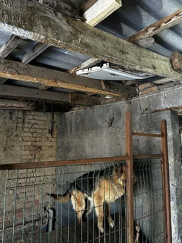 Металлические заборы: Вольер для собаки из металла с дверцей - Конструкция: каркас из — 8