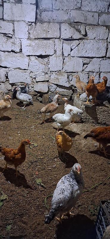 cuce satişi: Toyuq cücələri, Damazlıq — 2