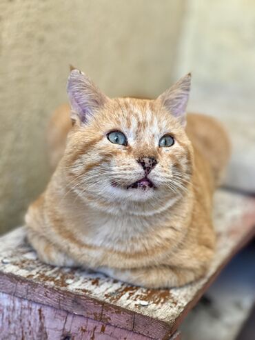 во сколько месяцев кастрировать кота: Котик-обнимашка Очень ласковый взрослый кот Персик ищет