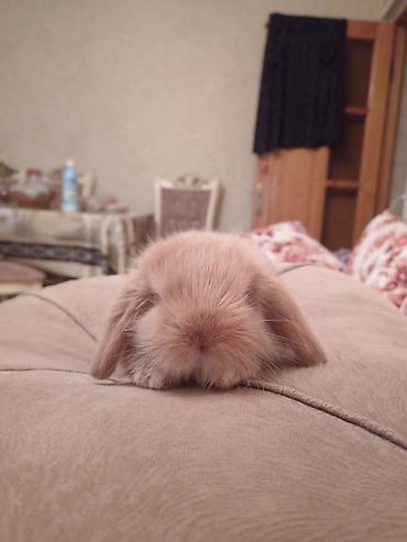 yonca piresi: Mini lop dovsan 1 ayliq peyvend olunub 20 Azn elave Ustunde orqanik — 2