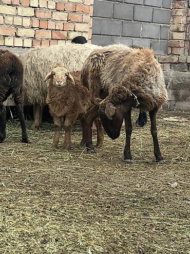Другие животные: Асалоому алейкум 7 баш козулу кой бар козулар чон 7 баш бооз кой — 8