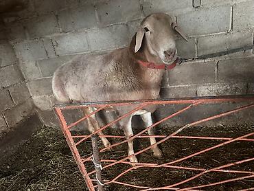 кара балта кошки: Продаю | Баран (самец) | На забой — 4