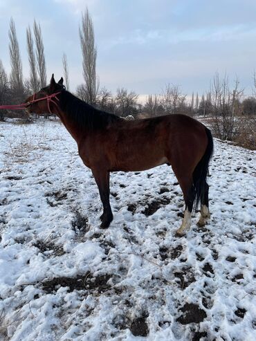 Лошади, кони: Продаю | Жеребец | Рабочий — 9