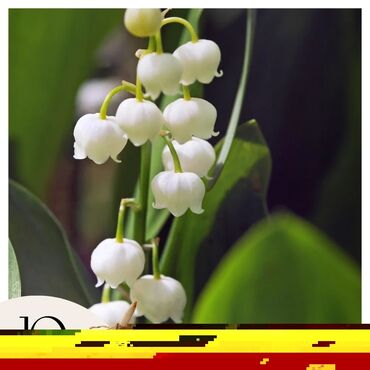 Декоративные цветы: Дикий виноград вьющийся, плетущийся как плющ Саженцы дикого винограда — 13