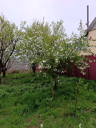 Слива: Саженцы плодовых деревьев (садовые Черешня кокон гилас 5штук Абрикос — 6