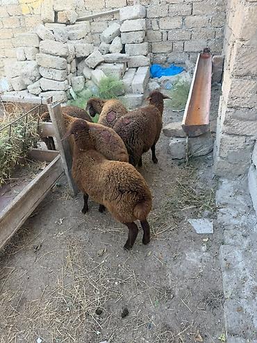Qoyunlar, qoçlar: Salam aleyküm 6 baş quzu 2 dişi 4ərgəy ünvan binə salgoz 0775431770 -da lalafo.az — 2 Qoyunlar, qoçlar: Salam aleyküm 6 baş quzu 2 dişi 4ərgəy ünvan binə salgoz 0775431770 — 2